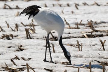 Obraz premium Grue du Japon