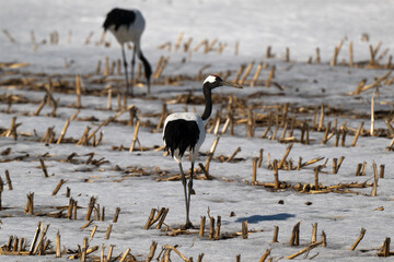 Obraz premium Grue du Japon