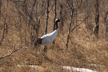 Obraz premium Grue du Japon