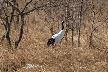 Obraz premium Grue du Japon