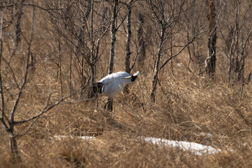 Obraz premium Grue du Japon