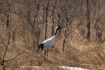 Obraz premium Grue du Japon
