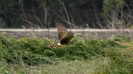 Female Hen harrier (Circus cyaneus) flying low over dry vegetation in a coastal wetland, Cyprus. © world_by_savvas