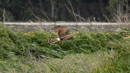 Female Hen harrier (Circus cyaneus) flying low over dry vegetation in a coastal wetland, Cyprus. © world_by_savvas