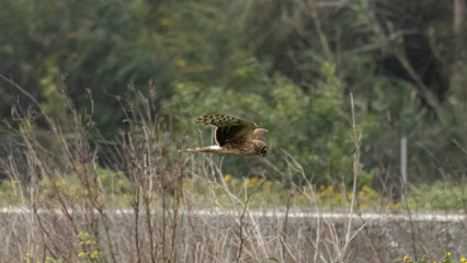 Female Hen harrier (Circus cyaneus) flying low over dry vegetation in a coastal wetland, Cyprus. © world_by_savvas