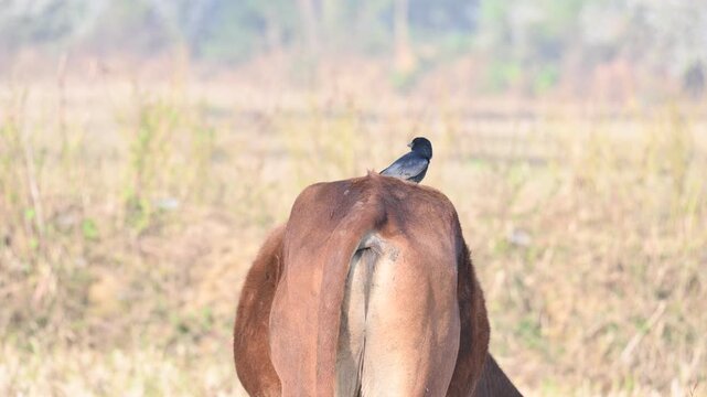 A Black drongo or Dicrurus macrocercus bird perches on the back of a cow. It is a small Asian&nbsp;passerine&nbsp;bird&nbsp;of the&nbsp;drongo&nbsp;family&nbsp;Dicruridae. This is a common bird found in most parts of South Asia.