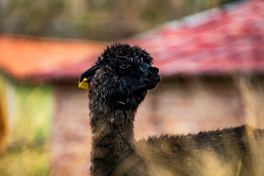 alpacas pastando en las faldas del volcan chimborazo 