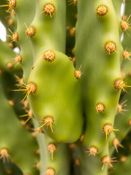Isolated vibrant green prickly pear cactus pad with yellow glochids