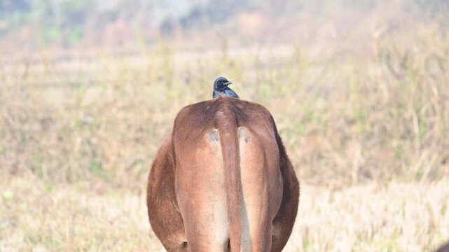 A Black drongo or Dicrurus macrocercus bird perches on the back of a cow. It is a small Asian&nbsp;passerine&nbsp;bird&nbsp;of the&nbsp;drongo&nbsp;family&nbsp;Dicruridae. This is a common bird found in most parts of South Asia.