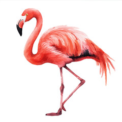 Obraz premium Flamingo, watercolor illustration vector, isolated on a white background.