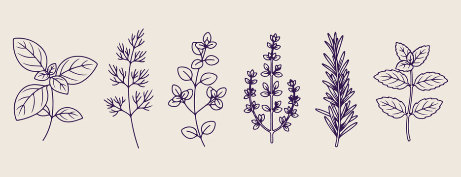 Garden herb sketches, botanical foliage doodles, organic leaf elements, hand drawn greenery set, herbal medicine illustration, kitchen garden icons, nature plant graphics