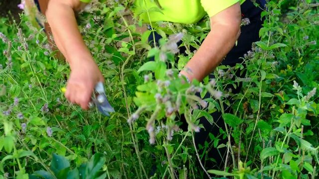 Candid garden shot from eye level captures a woman trimming mint with pruners, focused posture framed by dense leaves and soft bokeh. Growing herbs at home supports wellness and natural tea.