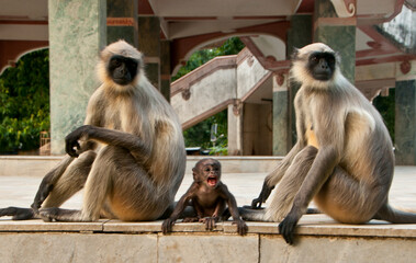Obraz premium A langur monkey in forest