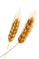 Golden wheat ears watercolor two barley spikes crossing botanical grain illustration rustic harvest cereal element isolated © Hanna
