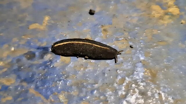 Extreme macro footage of a black leech slowly crawling across a wet natural surface, showcasing its unique movement and flexible body texture in high detail. This cinematic wildlife clip captures the 