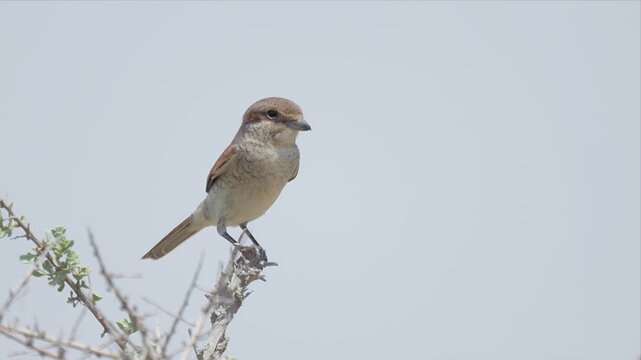 Video of red-backed shrike perches calmly on dry branch during high wind. Soft sky forms quiet, pale backdrop. Natural stillness captured in simple wildlife moment. Ideal for nature, ecology