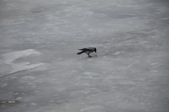 A lone grey and black hooded crow (Corvus cornix) exploring a vast expanse of textured melting ice. A minimalist winter or early spring nature landscape under soft daylight. Bird wildlife scene.