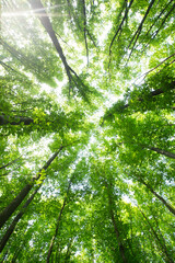 Naklejka premium Forest trees. nature green wood sunlight backgrounds