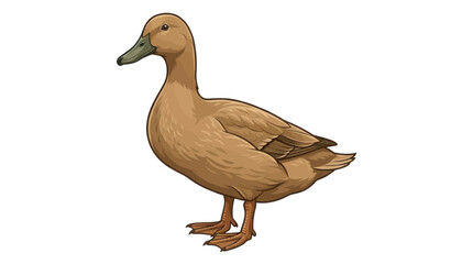 khaki champbell isolated on white background © Mimo95