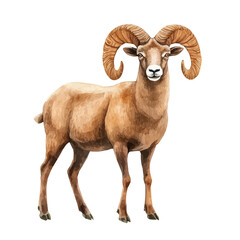 Obraz premium watercolor of Wild Sheep, vector, isolated on a white background.