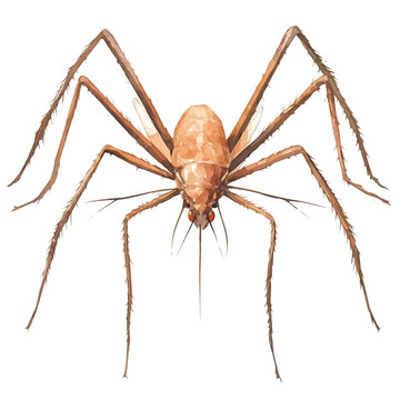 Water Strider, watercolor illustration vector, isolated on a white background.