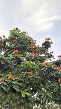 Vertical video of African tulip tree (Spathodea campanulata) with vibrant orange flowers in a tropical environment. Lush green foliage and blooming tree create a vivid natural scene, perfect for theme