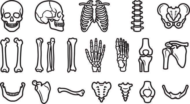 Detailed medical illustration of the human skeletal system.