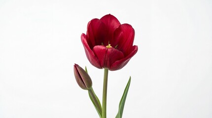 Fototapeta premium A single deep red tulip in full bloom accompanied by a small unopened flower bud on a green stem
