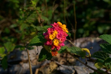 Fototapeta premium The Radiant Complexity of Lantana camara: A Close-Up Study of Vibrant Pink and Yellow Floral Clusters Nestled Within the Deep Green, Serrated Foliage of the Common Shrub Verbena Plant