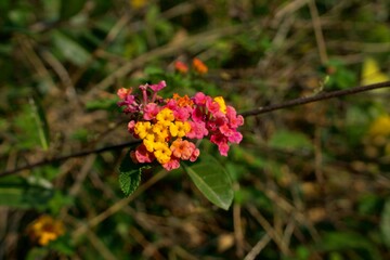 Fototapeta premium A vibrant close-up of Lantana camara, showcasing the intricate cluster of multi-colored pink and yellow florets resting on a slender branch against a backdrop of wild, sun-drenched green foliage. 