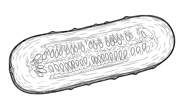 Hand-drawn sliced cucumber vector illustration for coloring pages and farm produce designs