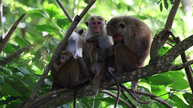 A Group of Toque Macaques (Brown Monkeys)