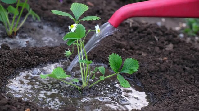 Gardener watering freshly planted strawberry seedlings from red watering can, plant hydration, growing berries, garden care, spring work on the garden plot. close-up