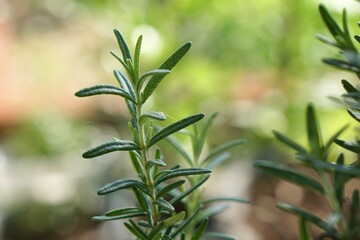 Fototapeta premium Rosemary leaves (Rosmarinus officinalis) in morning light on blurred and bokeh background.