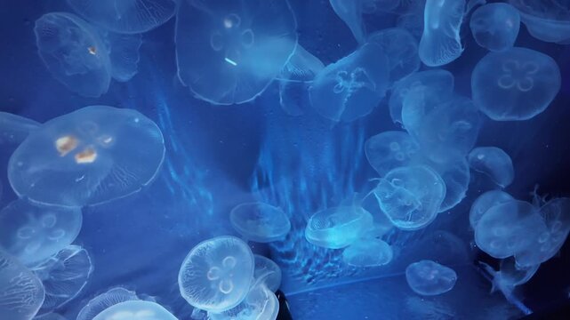 Graceful Moon Jellyfish Swimming in Deep Blue Aquarium Tank