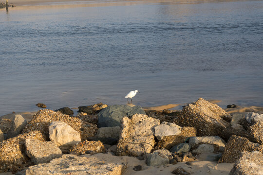 Aigrette en gros plan sur des rochers &agrave; Vieux Boucau, c&ocirc;te Atlantique