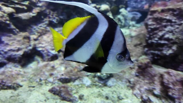 Longfin Bannerfish Swimming Gracefully Amidst Vibrant Coral Reef in Aquarium