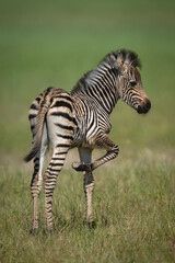 Fototapeta premium Plains zebra foal stands lifting foreleg up