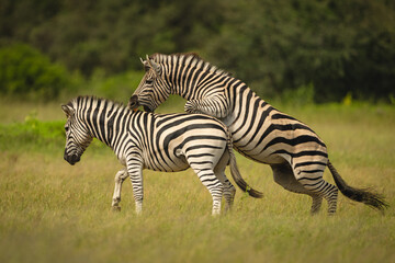 Fototapeta premium Plains zebra jumps biting back of another