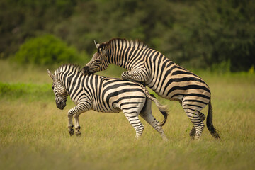 Fototapeta premium Plains zebra jumps biting neck of another