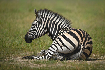 Fototapeta premium Plains zebra lies on grass in sunshine