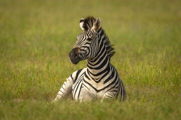 Fototapeta premium Plains zebra lies watching camera from grass