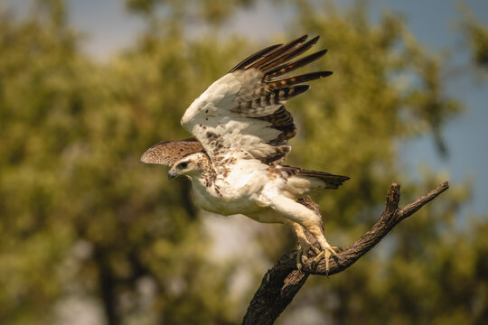 Martial eagle lifting wings to take off