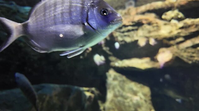 Striped Seabream and Other Fish in a Rocky Underwater Habitat