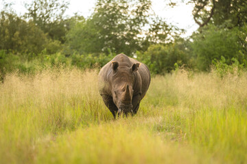 White rhino walks towards camera in clearing © Nick Dale