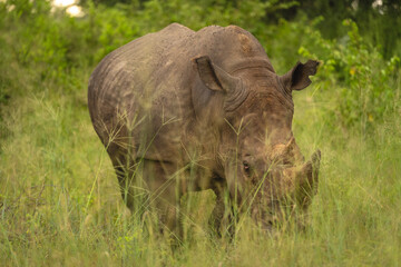 Obraz premium White rhino walks toward camera in grass