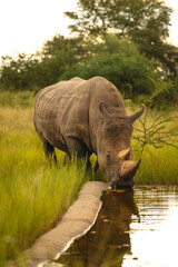White rhino stands drinking water from trough © Nick Dale