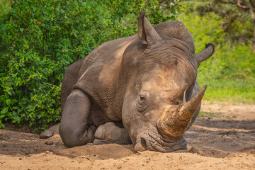 White rhino lies on sand by bush © Nick Dale