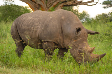 Fototapeta premium White rhino stands in grass watching camera