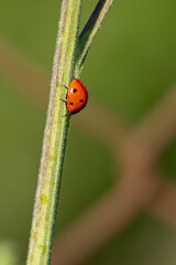 Obraz premium Ladybug climbing on green plant stem macro close up with blurred background